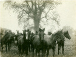 Horses, Cone Ranch, near Red Bluff, Tehama Co., Cal., 10902