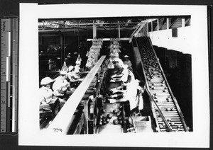 Fruit packing house, showing women sorting apples
