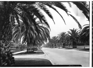 View of a palm tree lined road