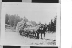 Elizabeth Hendren driving horse with a load of hay