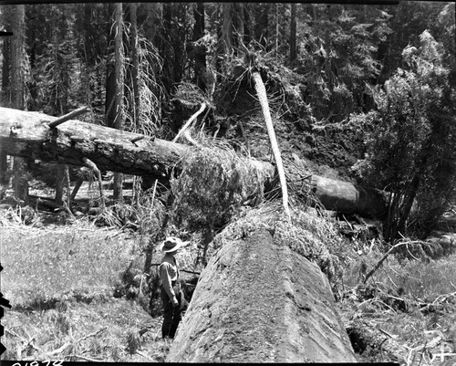 Fallen Giant Sequoias, Fell at 4:25pm Crescent Meadow