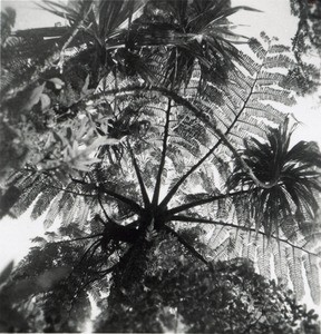 Tree fern, Tahiti