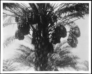 Close-up view of a date palm in the Imperial Valley, ca.1910