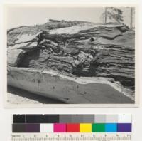 Redwood brown rot (Poria sequoiae). A discarded 48" log on Elk River. Rot extends to within few inches of sapwood and slab was broken off exposing the extensive decay. See also 7158. 7-22-42. E.F