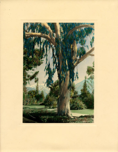 Eucalyptus tree in Marston Quadrangle