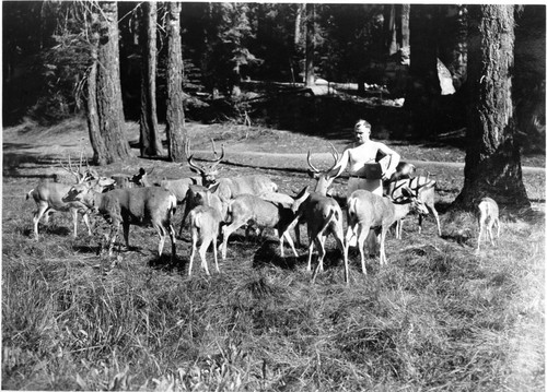 Deer, Chef at Giant Forest Lodge feeding his pets at Round Meadow