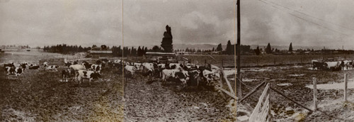 Dairy farm, 1932