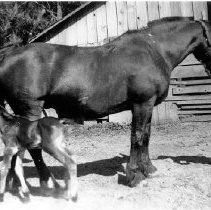 "Workhorse Mare and Colt"
