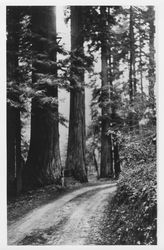 Redwood trees at Armstrong Grove