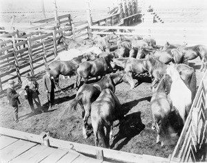 Several men considering horses in a corral, ca.1900