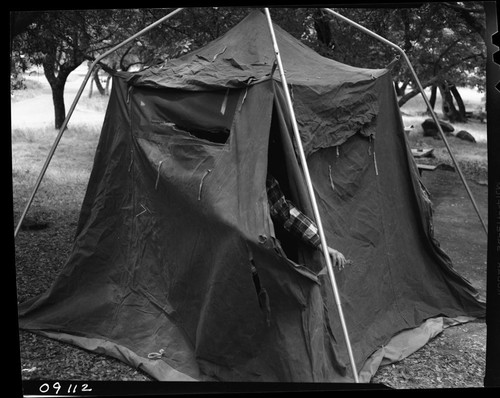 Bears, Bear damaged tent — Calisphere