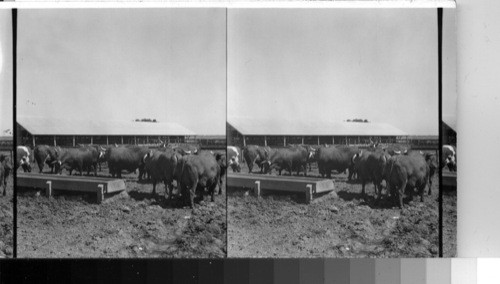 Santa Gertrudis Beef Cattle. King Ranch Tex
