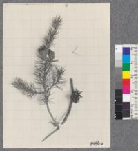 Pinus Divaricata - Jack pine. Davis - Drew 1920