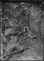 Pit 9. Mastodon humerus, rib and elephant skulls. (RLB-120)