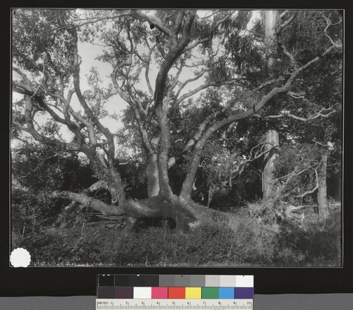 Live Oak (tree), Stanford