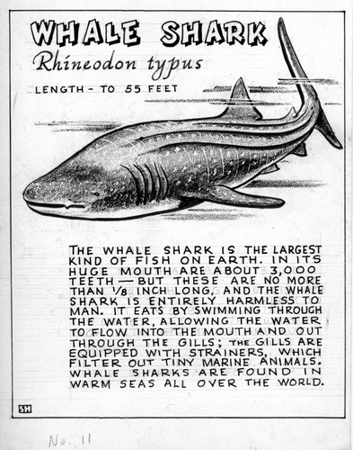 Whale shark: Rhineodon typus (illustration from "The Ocean World")