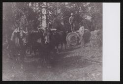 Hauling logs with oxen