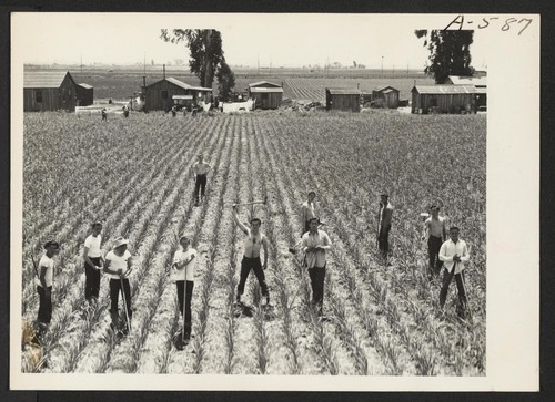 Evacuation of farmers of Japanese descent resulted in agricultural labor shortage on Pacific Coast acreage, such as the garlic field
