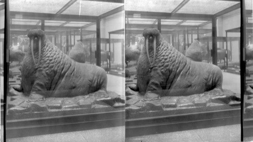 Pacific Walrus - "Odobenus Divergens", National Museum, Wash., D.C. [Smithsonian Institute, National Museum of Natural History]