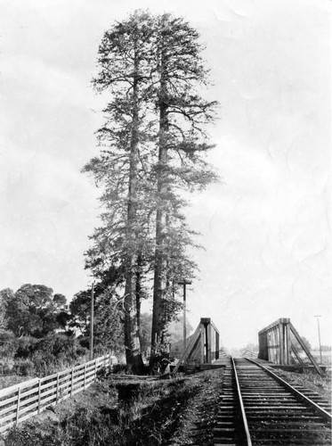 1870 Palo Alto twin trees