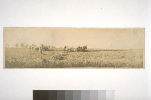 Rice bindery, Fair Ranch, Knights Landing - 1916