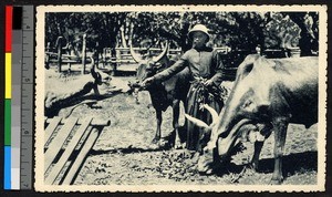 Indigenous clergyman feeding zebu cattle, Madagascar, ca.1920-1940