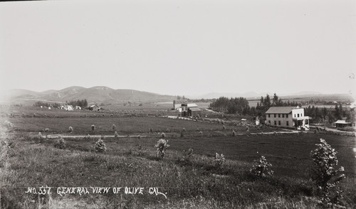 B.F. Conaway photograph of general view of Olive, Cal