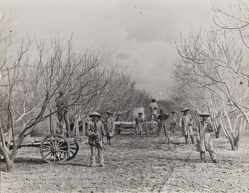 Photograph of spraying apricot trees for disease control with hand-operated spray rigs