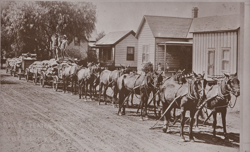 Photograph of horse team hauling barley in Santa Ana