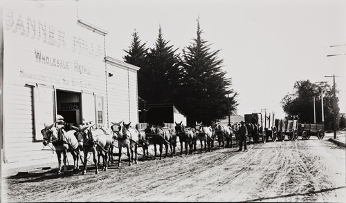 Lou P. Hickox photograph of 16-mule wagon team