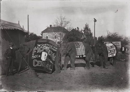 Photograph of three circus elephants