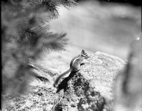 Misc. Mammals, Sequoia Chipmunk (Lodgepole chipmunk?)