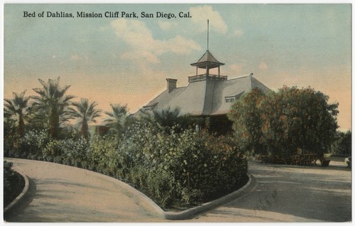 Bed of dahlias, Mission Cliff Park, San Diego, Cal