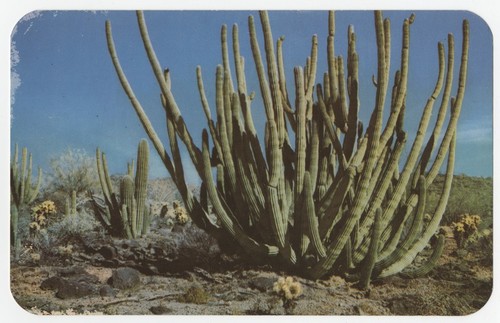 Organ pipe cactus