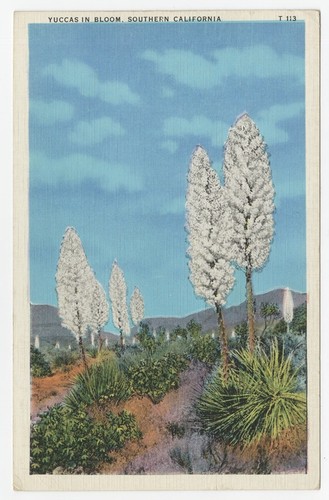 Yuccas in bloom, California