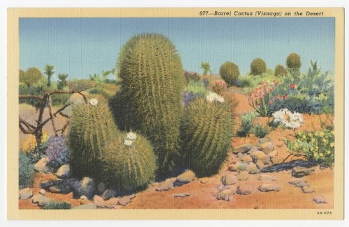 Barrel cactus (visnaga) on the desert