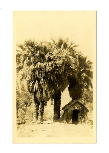 Thatch hut under Mexican fan palms