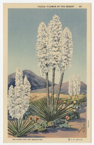 Yucca - Flower of the desert