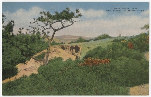 Torrey Pines Park, San Diego, California