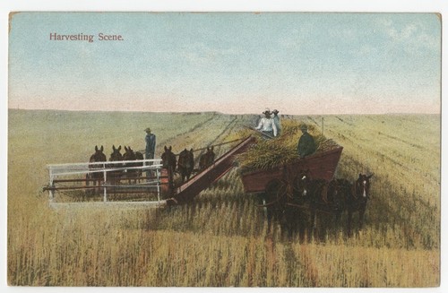 Harvesting scene