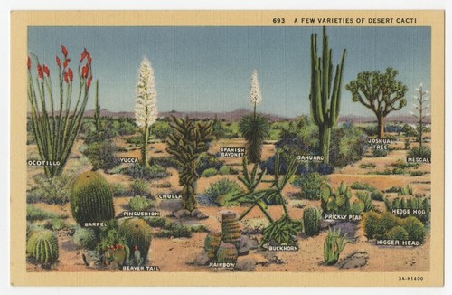 A few varieties of desert cacti