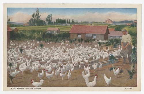 A California chicken ranch