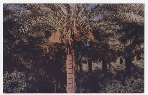 Worker harvesting dates