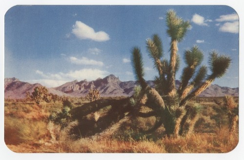 Joshua tree on the desert