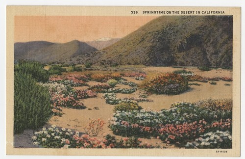 Springtime on the desert in California