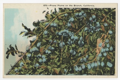 Prune plums on the branch, California