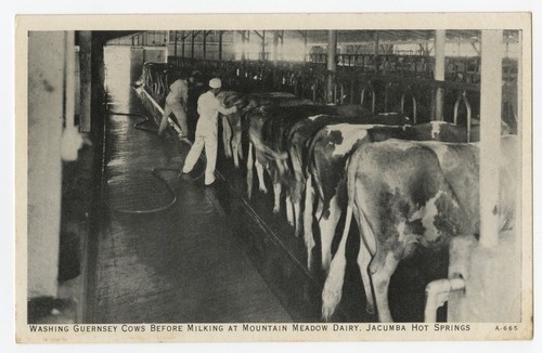 Washing Guernsey cows before milking at Mountain Meadow Dairy, Jacumba Hot Springs