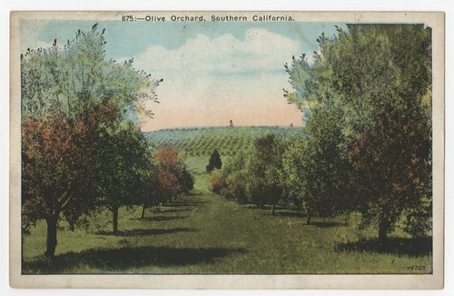 Olive orchard, Southern California