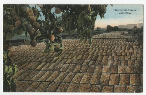 Fruit drying scene, California