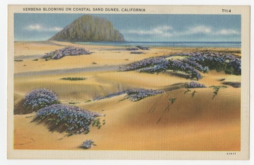 Verbena blooming on coastal sand dune, California